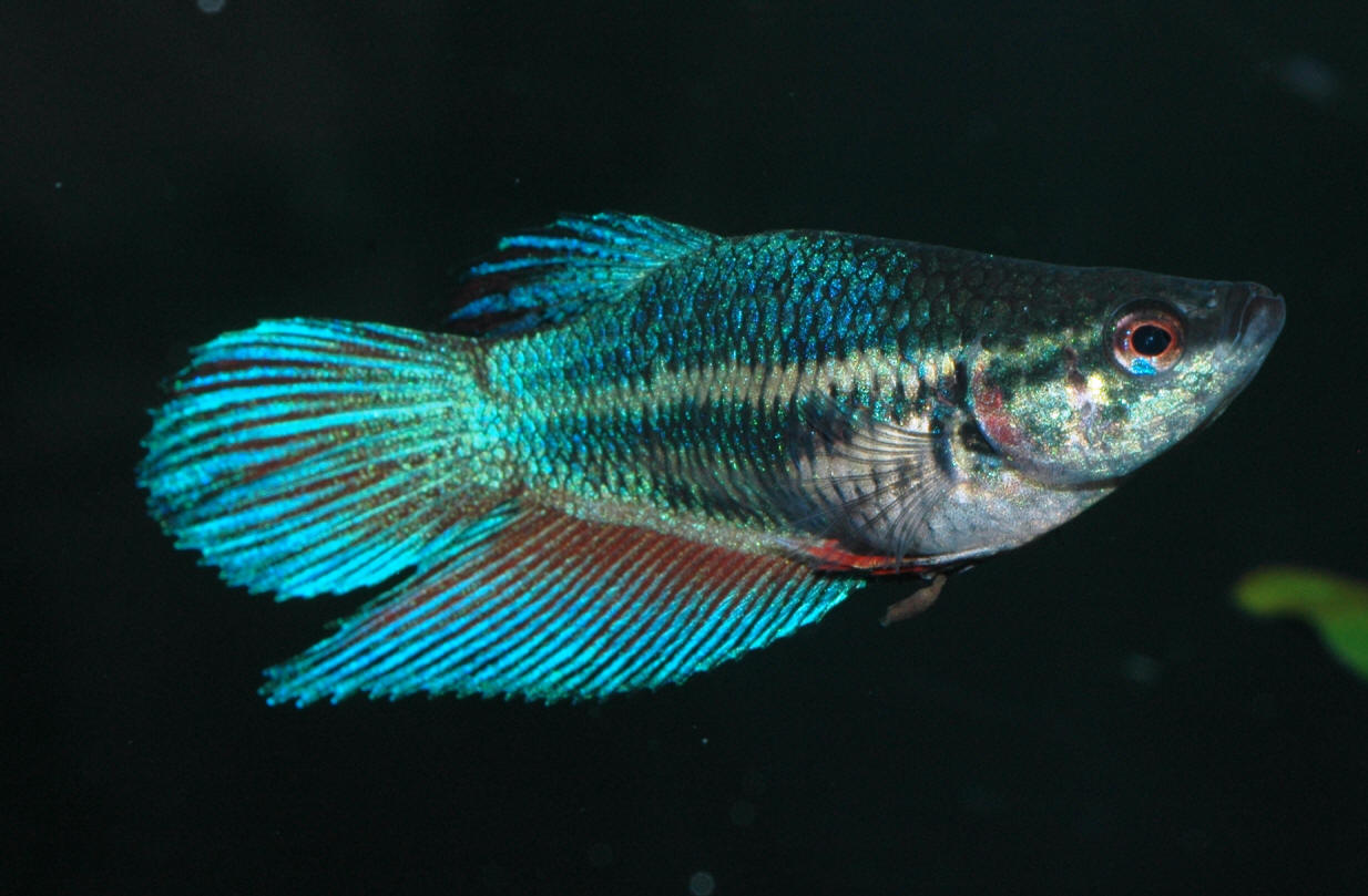 Betta splendens